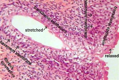 Urinary Bladder