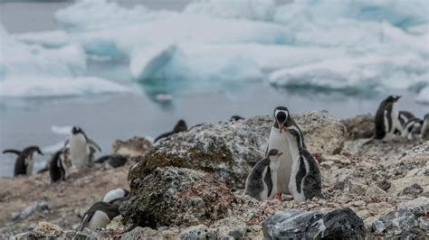 Here's why a new penguin colony in Antarctica is cause for concern ...