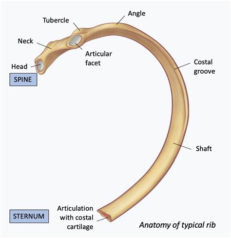 Rib Injury | Rib Injury Clinic