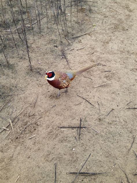 Pheasant breeding – Gallery | Mizsevad Wild Farming