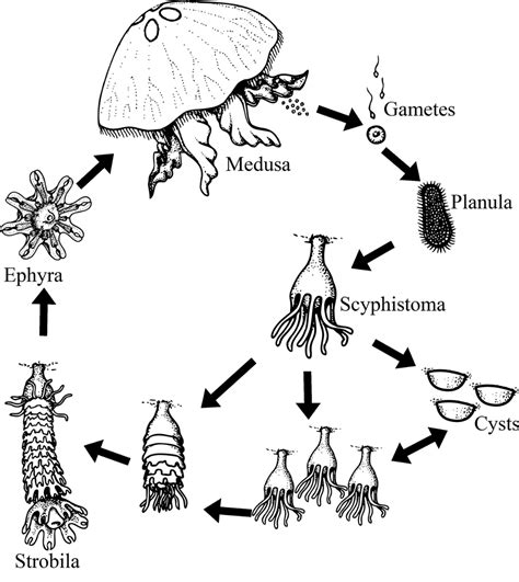 Life cycle of the moon jellyfish. Adapted from BIODIDAC Baby Jellyfish, Jellyfish Drawing ...