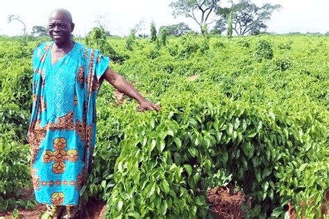 Early adopter of YIIFSWA-promoted improved yam varieties enjoys “fantastic” yield