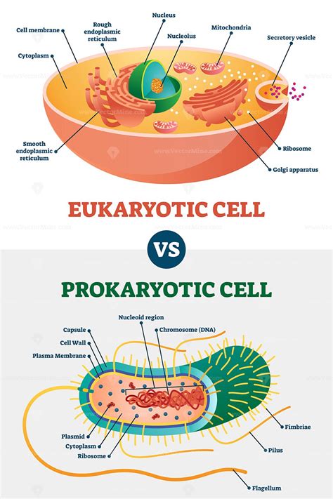 Eukaryotes Vs Prokaryotes Examples