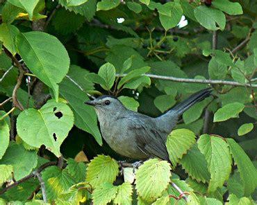 Gray Catbird - Photos, facts, and identification tips