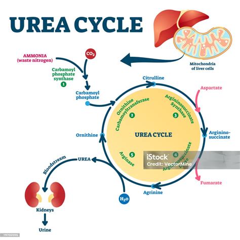 Ilustración de Ilustración Vectorial Del Ciclo De Urea Explicación ...