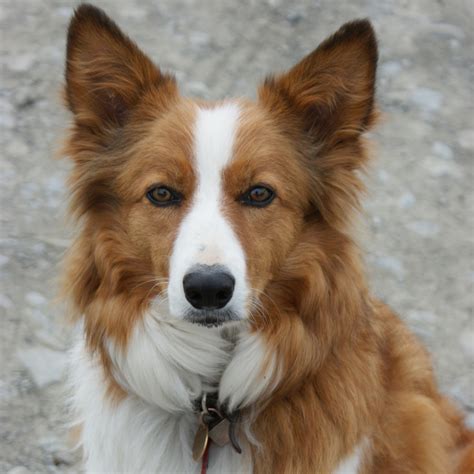 Welsh Sheepdog Breed Guide - Learn about the Welsh Sheepdog.