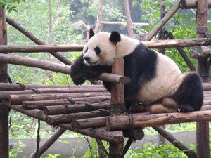 China Giant Panda Captive Breeding, Panda Breeding Centers