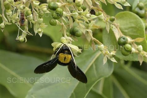 Photograph | Pollination by a Carpenter Bee, Malays | Science Source Images