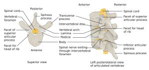 Isolated transverse process fracture - WikEM