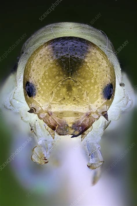 Caterpillar head - Stock Image - C015/5053 - Science Photo Library