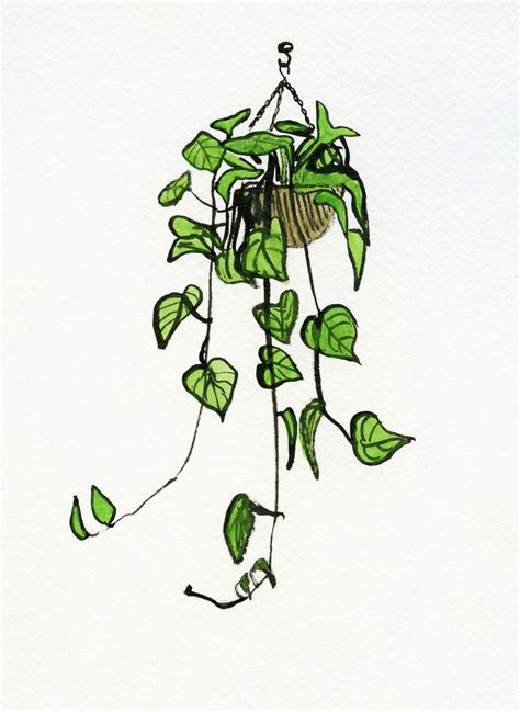 Hanging plant | Plant sketches, Plant drawing, Plant painting