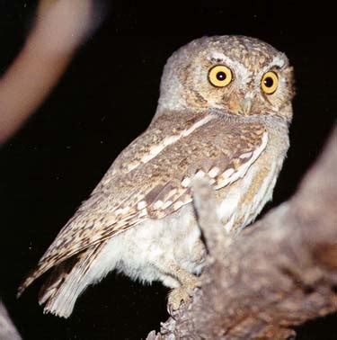 Elf Owl, South Central Arizona