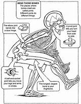 Human Body Systems Coloring Pages  Coloring Home sketch template