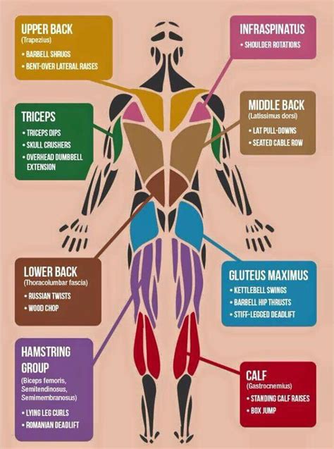 the muscles are labeled in different colors