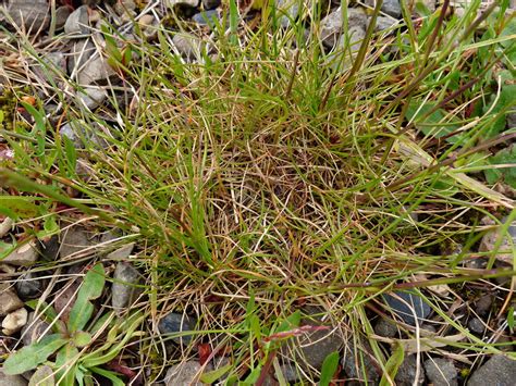 red fescue from Benton County, OR, USA on May 17, 2019 at 04:55 PM by ...