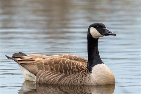 What Animals Live In North America? - WorldAtlas