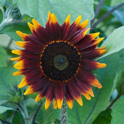 Unusual Sunflower Color Varieties | HGTV