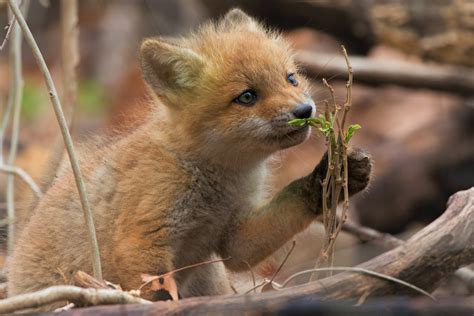 Download Baby Animal Cute Cub Animal Fox 4k Ultra HD Wallpaper