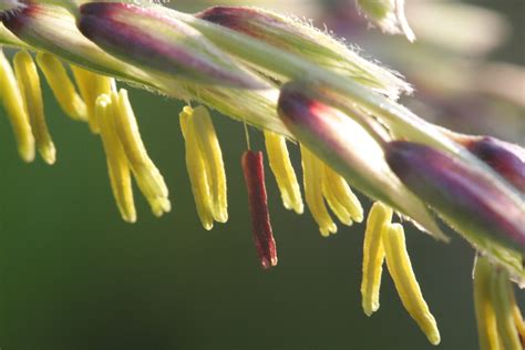 Sweet corn - WikiGardener - The gardening site that anyone can edit