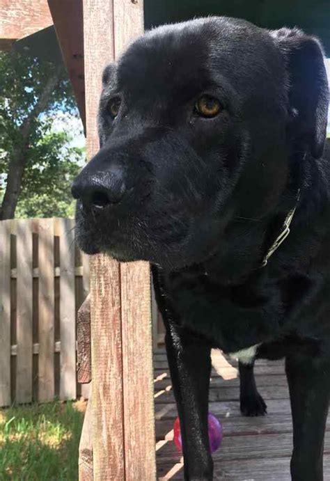 Black Labrador Retriever Mix For Adoption - Jacksonville Florida ...