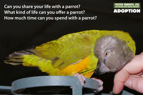 Adoption — Foster Parrots — The New England Exotic Wildlife Sanctuary