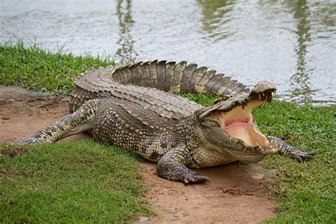 Alligator Mouth Open Stock Photos, Pictures & Royalty-Free Images - iStock