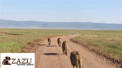 Lions in the Ngorongoro Crater - YouTube