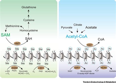 Sink into the Epigenome: Histones as Repositories That Influence Cellular Metabolism: Trends in ...