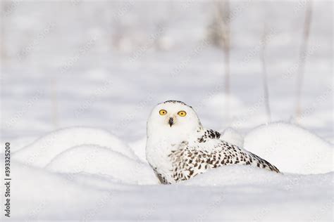 Snowy Owl, a postman from Harry Potter Stock Photo | Adobe Stock