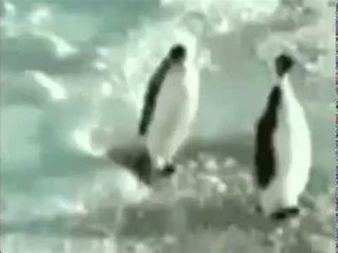 Funny Penguin Slap - YouTube