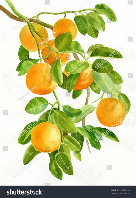 72,218 Watercolor Orange Tree Images, Stock Photos & Vectors | Shutterstock