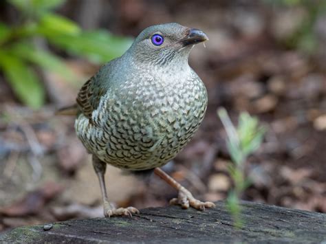 Satin Bowerbird - eBird