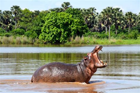 Malawi Safari | Luxury Safari tailor made by Atelier Africa