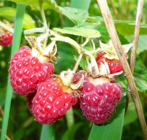 Rubus