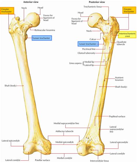 Trochanter definition, greater & lesser trochanter pain & fracture