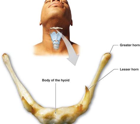 Hyoid Bone - Functions, Definition, Location, Pain, Problems