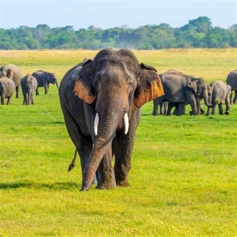 Save Elephant Sri Lanka | Kurunegala Colony