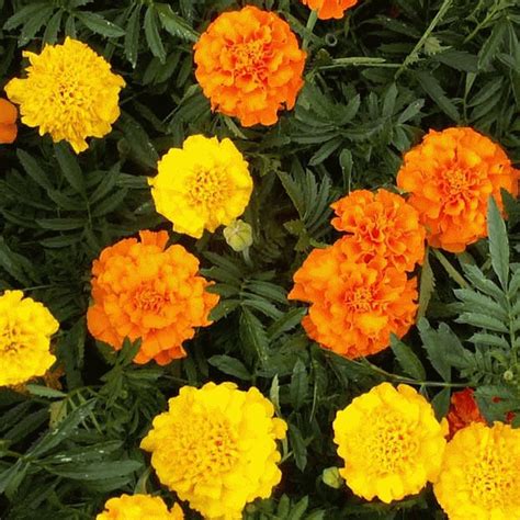 Crackerjack African Marigold Seeds | Tagetes Erecta Seeds