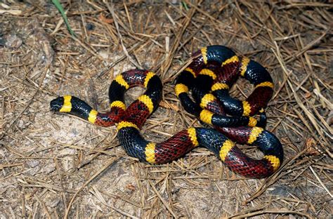 Gallery: Venomous or not: Can you identify these Texas snakes?