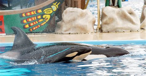 SeaWorld Is Suing California for the Right to Breed Killer Whales