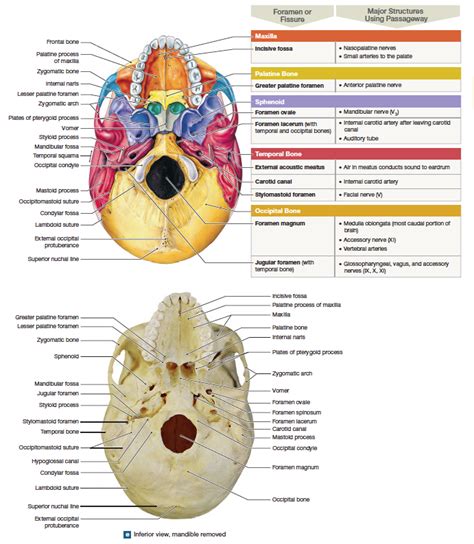 Figure showing the inferior view of the skull with the mandible removed ...