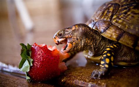 Turtles Eating Wallpapers - Wallpaper Cave