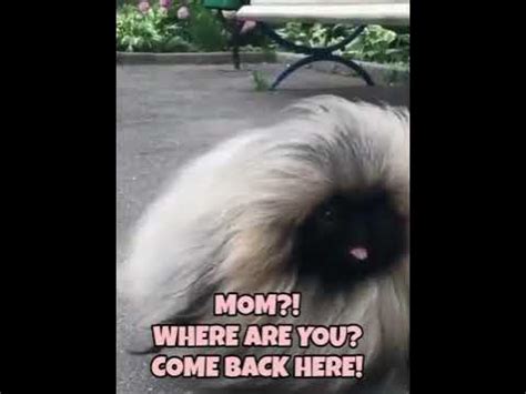 SO ADORABLE LITTLE TRICKI WOO DOG - YouTube