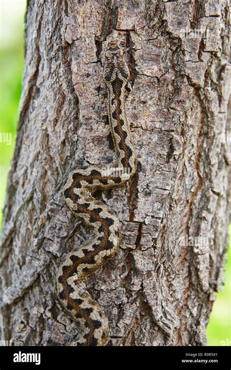 Snake camouflage hi-res stock photography and images - Alamy