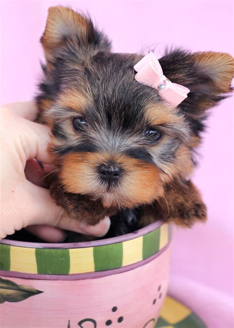 Adorable Teacup Yorkie Puppies for Sale | Teacups, Puppies & Boutique