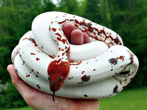 Calico Dominican Red mountain Boa | Pet snake, Colorful snakes, Reptile snakes