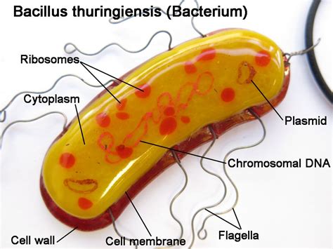 Bacillus thuringiensis Bacterium Fused by trilobiteglassworks