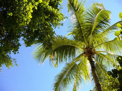 Pictures of Different Types of Palm Trees