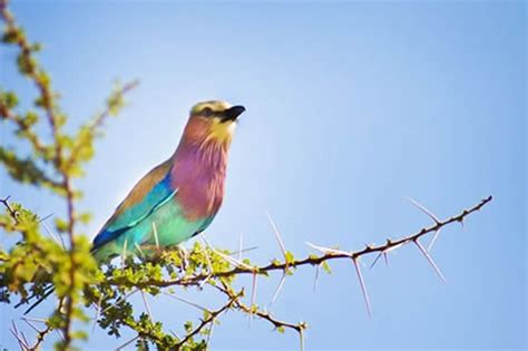 Bird Watching in Maasai Mara National Park | Maasai Mara Attractions