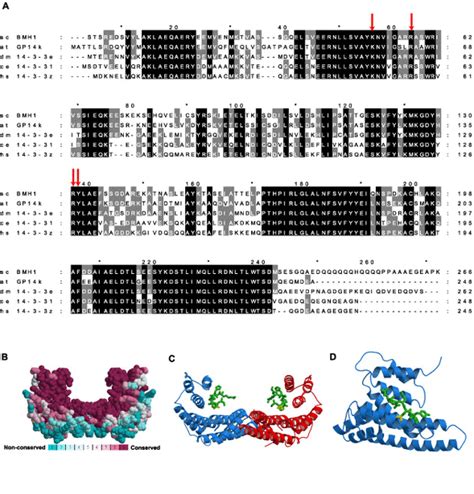 14-3-3 Proteins: A Number of Functions for a Numbered Protein | Science's STKE